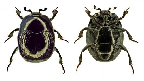 Réf. 242 607 : Saprinus subnitescens